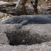 dragon_komodo_lbrs_rinca_h_0133_kom1807.jpg